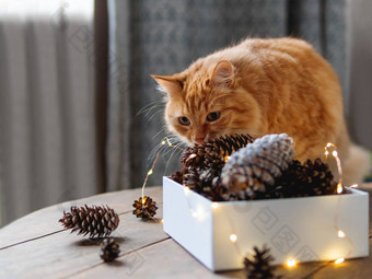 可爱的姜猫坐着木<strong>表格</strong>盒子松视锥细胞光灯泡scandy风格准备圣诞节一年庆祝<strong>活动</strong>