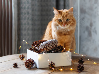 可爱的姜猫坐着木表格盒子松视锥细胞光灯泡scandy风格准备圣诞节一年庆祝活动