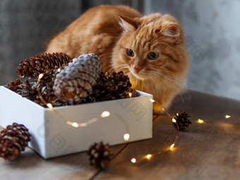 可爱的姜猫坐着木<strong>表格</strong>盒子松视锥细胞光灯泡scandy风格准备圣诞节一年庆祝<strong>活动</strong>