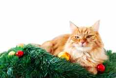 可爱的姜猫圣诞节树毛茸茸的有趣的宠物说谎分支机构圣诞节树舒适的假期背景的地方文本