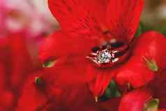 一对婚礼订婚环红色的alstroemeria花自然背景象征爱婚姻关闭