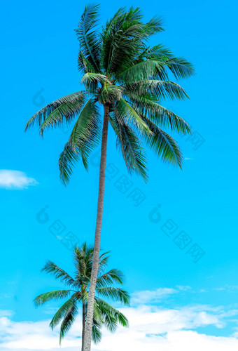椰子树阳光明媚的蓝色的天空白色云夏天为