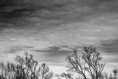轮廓死树分支灰色天空背景黑色的