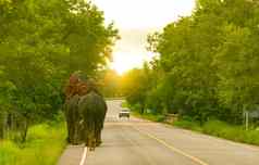 大象mahout大象狗走沥青