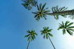 底视图椰子树清晰的蓝色的天空夏天帕拉迪