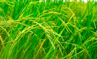 绿色大米帕迪场大米种植园有机茉莉花大米