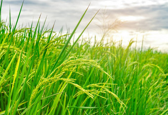 绿色大米帕迪场大米种植园有机茉莉花大米