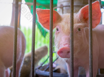 可爱的小猪农场健康的小粉红色的猪牲畜农业