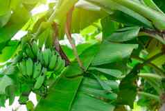 香蕉树群生绿色香蕉香蕉绿色阅读