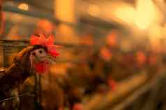 鸡农场生蛋的鸡笼子里商业母鸡幼禽