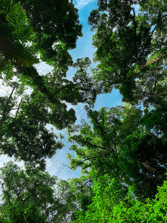 底视图绿色树热带森林明亮的蓝色的