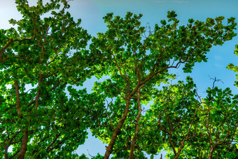 绿色树清晰的蓝色的天空背景底视图gre<strong>考试</strong>