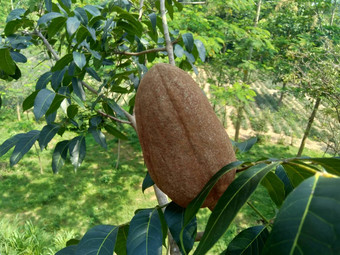 关闭桃花心马哈戈尼马霍尼毛尼花自然背景桃花心木直纹的红褐色木材热带硬木物种属桃花心