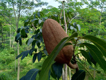 关闭<strong>桃花</strong>心马哈戈尼马霍尼毛尼花自然背景<strong>桃花</strong>心木直纹的红褐色木材热带硬木物种属<strong>桃花</strong>心