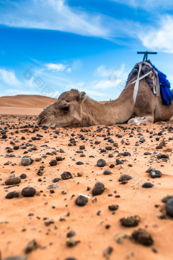 merzouga撒哈拉沙漠沙漠摩洛哥