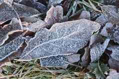 霜冰森林叶子闪亮的磨砂树叶表面