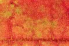 红色的干叶纹理宏特写镜头自然有机背景