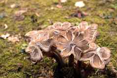 群棕色（的）蘑菇花瓣帽地面覆盖莫斯