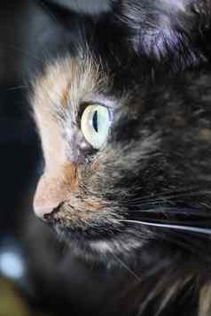 可爱的小猫脸猫眼睛肖像宏特写镜头
