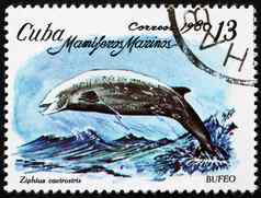 邮资邮票古巴居维叶的鸟嘴状的鲸鱼