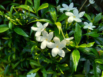 关闭绿色<strong>栀子</strong>花jasminoides<strong>栀子</strong>花角<strong>茉莉花</strong>角茉莉香水名字名字茉莉自然背景植物传统的中国人医学排水火