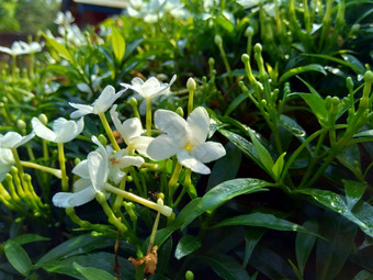 关闭绿色栀子花jasminoides栀子花角<strong>茉莉</strong>花角<strong>茉莉</strong>香水名字名字<strong>茉莉</strong>自然背景植物传统的中国人医学排水火