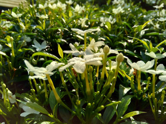 关闭绿色<strong>栀子花</strong>jasminoides<strong>栀子花</strong>角茉莉花角茉莉香水名字名字茉莉自然背景植物传统的中国人医学排水火