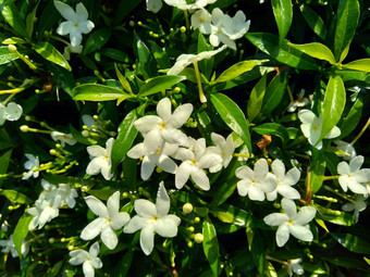 关闭绿色栀子花jasminoides栀子花角茉莉花角茉莉香水名字名字茉莉自然背景植物传统的中国人医学排水火