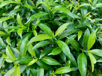 关闭绿色<strong>栀子花</strong>jasminoides<strong>栀子花</strong>角茉莉花角茉莉香水名字名字茉莉自然背景植物传统的中国人医学排水火