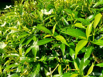 关闭绿色<strong>栀子花</strong>jasminoides<strong>栀子花</strong>角茉莉花角茉莉香水名字名字茉莉自然背景植物传统的中国人医学排水火