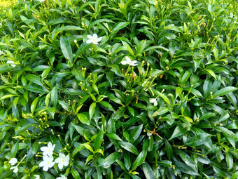 关闭绿色栀子花jasminoides栀子花角茉莉花角茉莉香水名字名字茉莉自然背景植物传统的中国人医学排水火