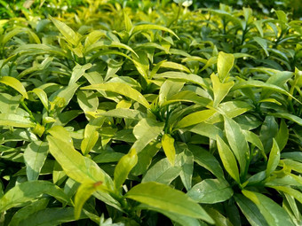 关闭绿色<strong>栀子花</strong>jasminoides<strong>栀子花</strong>角茉莉花角茉莉香水名字名字茉莉自然背景植物传统的中国人医学排水火