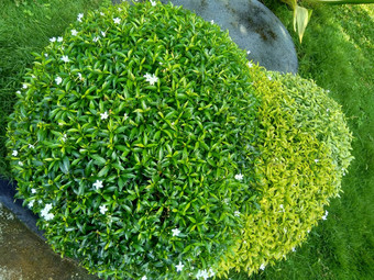 关闭绿色<strong>栀子花</strong>jasminoides<strong>栀子花</strong>角茉莉花角茉莉香水名字名字茉莉自然背景植物传统的中国人医学排水火