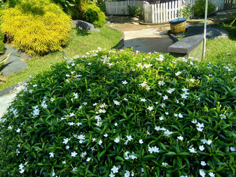 关闭绿色<strong>栀子花</strong>jasminoides<strong>栀子花</strong>角茉莉花角茉莉香水名字名字茉莉自然背景植物传统的中国人医学排水火