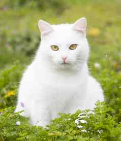白色猫草地