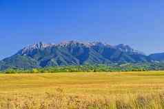 山夏天景观亚高山带的森林