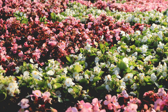 中央公园花花圃表面小花序味蕾