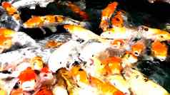 很多饿了橙色鱼锦 鲤池塘阳光明媚的夏天一天