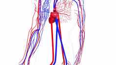 旋转模型人类循环系统呈现血船只医疗背景电脑生成的