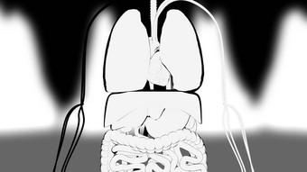 手绘示范人类内部器官电脑生成的呈现卡通背景
