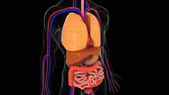 解剖学人类身体模型呈现背景部分人类身体模型器官系统
