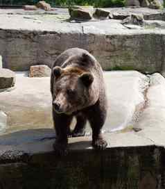 强大的棕色（的）熊城市动物园