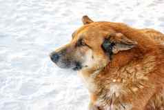 肖像大红色的狗说谎雪