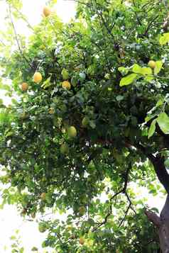 柠檬树水果热带柑橘类木