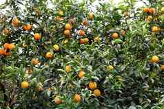 成熟的橙色水果悠闲吃柑橘类树背景