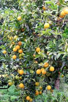 成熟的橙色水果悠闲吃柑橘类树