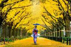 美丽的女孩穿日本传统的和服行黄色的银杏树秋天秋天公园东京日本