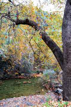 树挂分支黄色的叶子河山景观