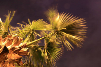 棕榈分支机构叶子前视图晚上长曝光