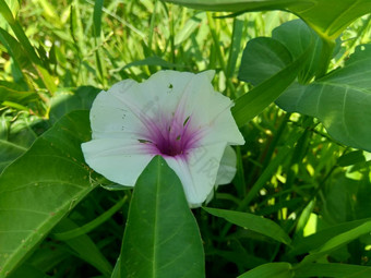 关闭水菠菜番薯aquatica河菠菜水早....荣耀水旋花植物<strong>中国</strong>人菠菜<strong>中国</strong>人豆瓣菜<strong>中国</strong>人旋花植物沼泽卷心菜花自然背景